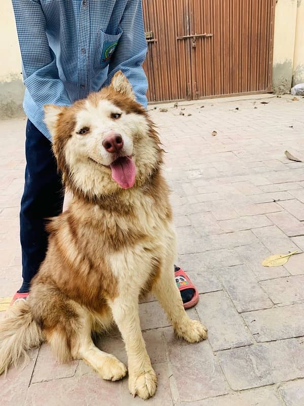 Siberian husky, Male female pair. 2