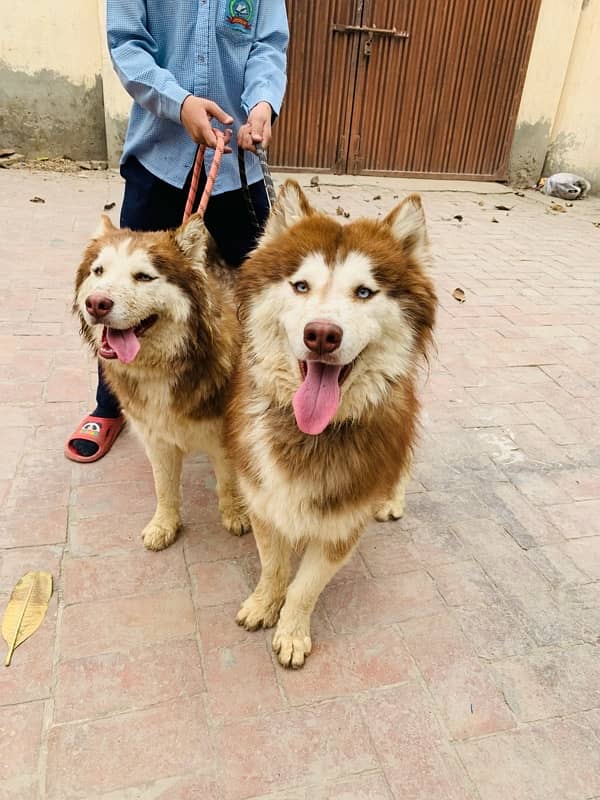 Siberian husky, Male female pair. 3