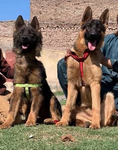 German shepherd double coat full security guard piar availabl for sale