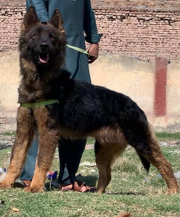 German shepherd double coat full security guard piar availabl for sale 1