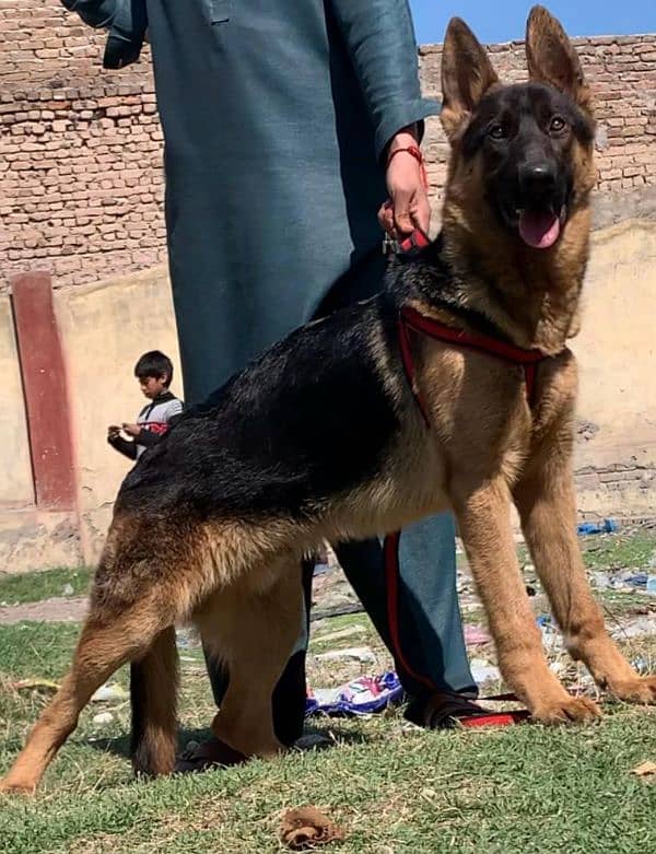 German shepherd double coat full security guard piar availabl for sale 2