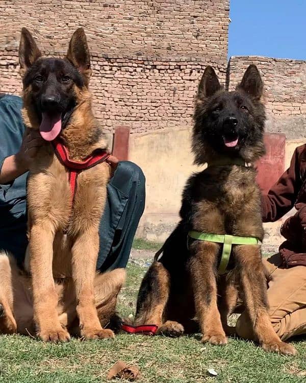 German shepherd double coat full security guard piar availabl for sale 3