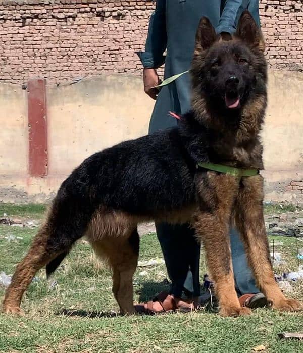 German shepherd double coat full security guard piar availabl for sale 4