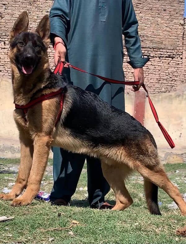 German shepherd double coat full security guard piar availabl for sale 5