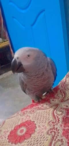 Grey parrot for sale 120000