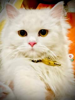 white persian breedar cat