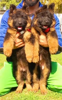 German Shepherd / puppies for sale / GSD / PUPPY