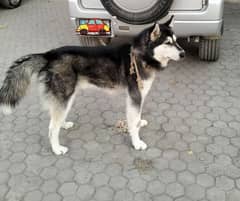 seberian husky dog available