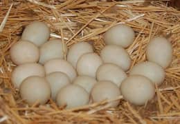 khaki Campbell Fertile Eggs