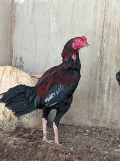 Aseel Mianwali High Quality Males For Sale