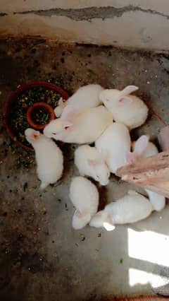 new Zealand white rabbit 03224186572