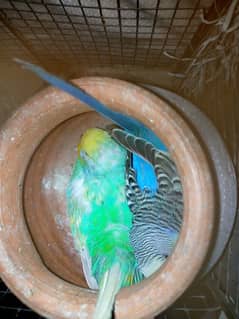 budgie breeder pair with cage urgent sale