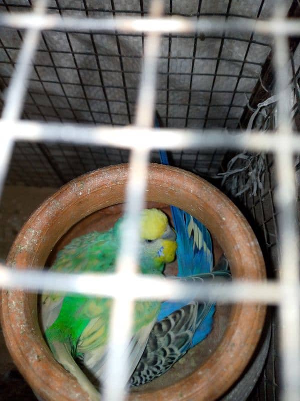 budgie breeder pair with cage urgent sale 1