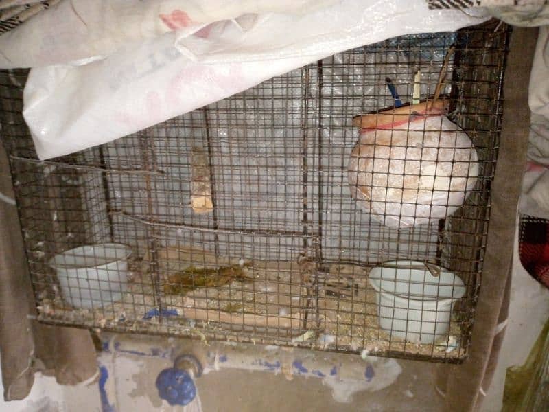 budgie breeder pair with cage urgent sale 5