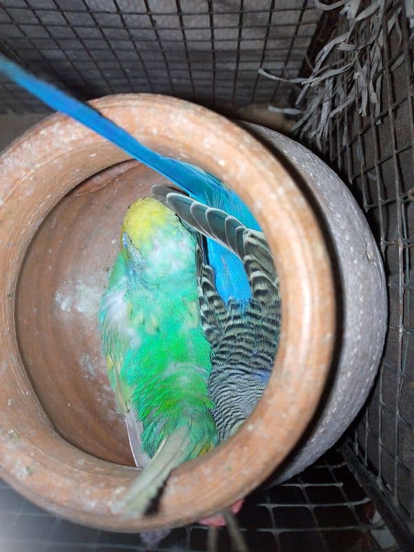 budgie breeder pair with cage urgent sale 6