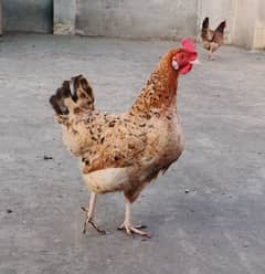 Desi hens females on Eggs