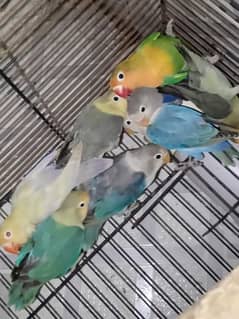 lovebird phahty