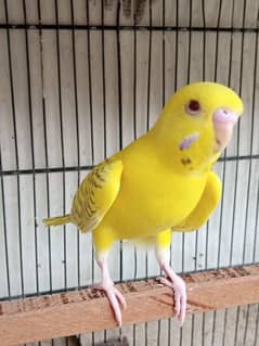 Budgie patha