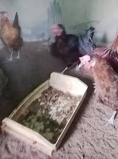 Urgent Sale Golden Misri egg laying 6+2 & Austrolop egg laying 1 pair