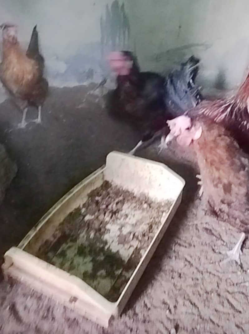 Urgent Sale Golden Misri egg laying 6+2 & Austrolop egg laying 1 pair 0