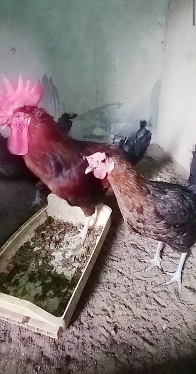 Urgent Sale Golden Misri egg laying 6+2 & Austrolop egg laying 1 pair 1