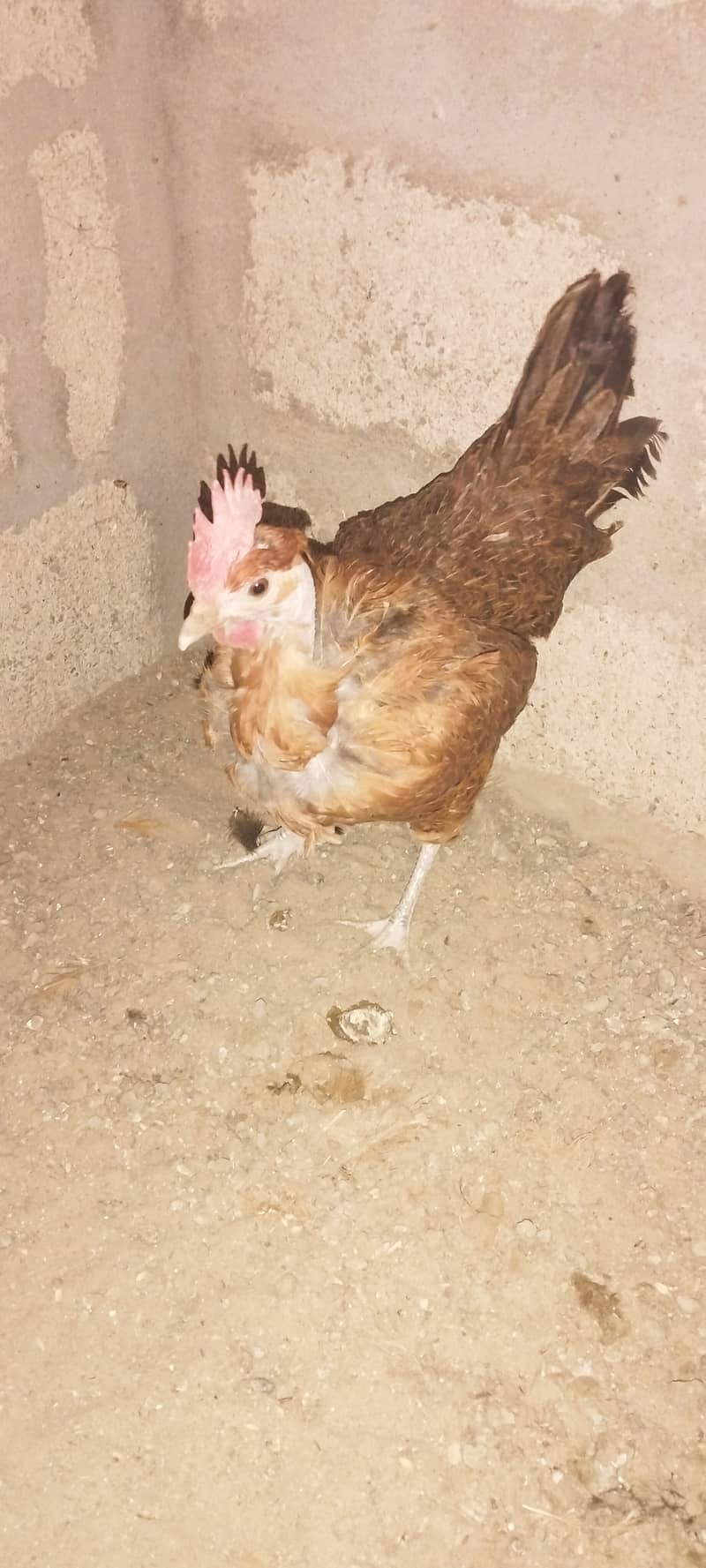 Urgent Sale Golden Misri egg laying 6+2 & Austrolop egg laying 1 pair 3