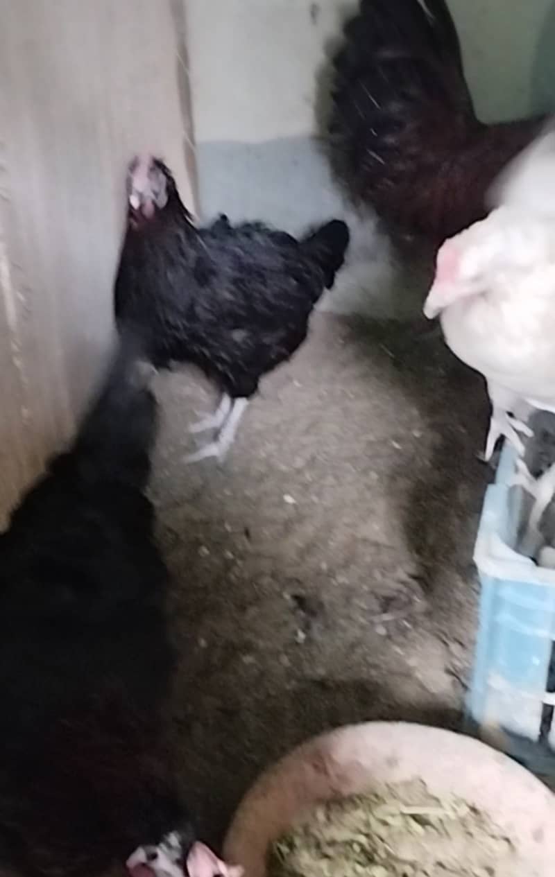 Urgent Sale Golden Misri egg laying 6+2 & Austrolop egg laying 1 pair 5