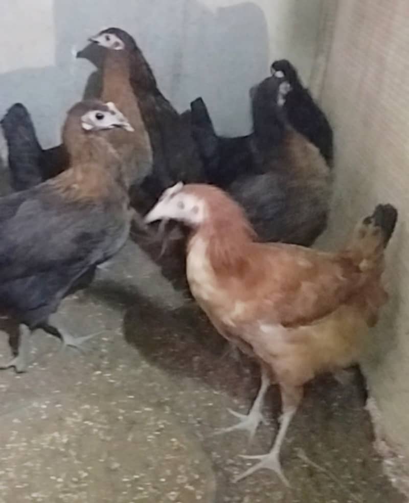 Urgent Sale Golden Misri egg laying 6+2 & Austrolop egg laying 1 pair 6