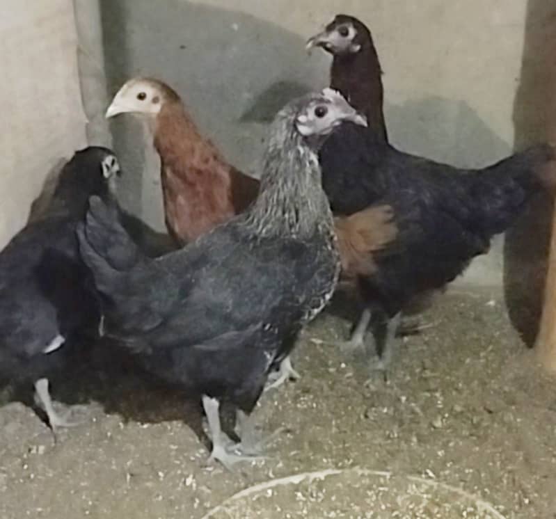 Urgent Sale Golden Misri egg laying 6+2 & Austrolop egg laying 1 pair 7