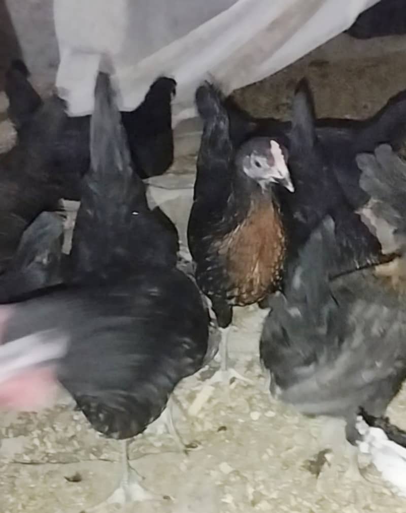 Urgent Sale Golden Misri egg laying 6+2 & Austrolop egg laying 1 pair 8