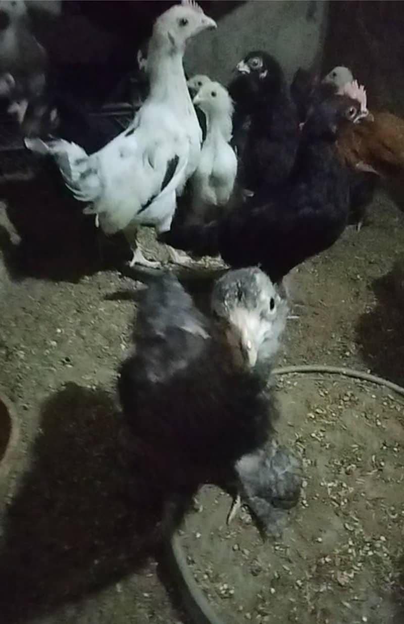 Urgent Sale Golden Misri egg laying 6+2 & Austrolop egg laying 1 pair 9