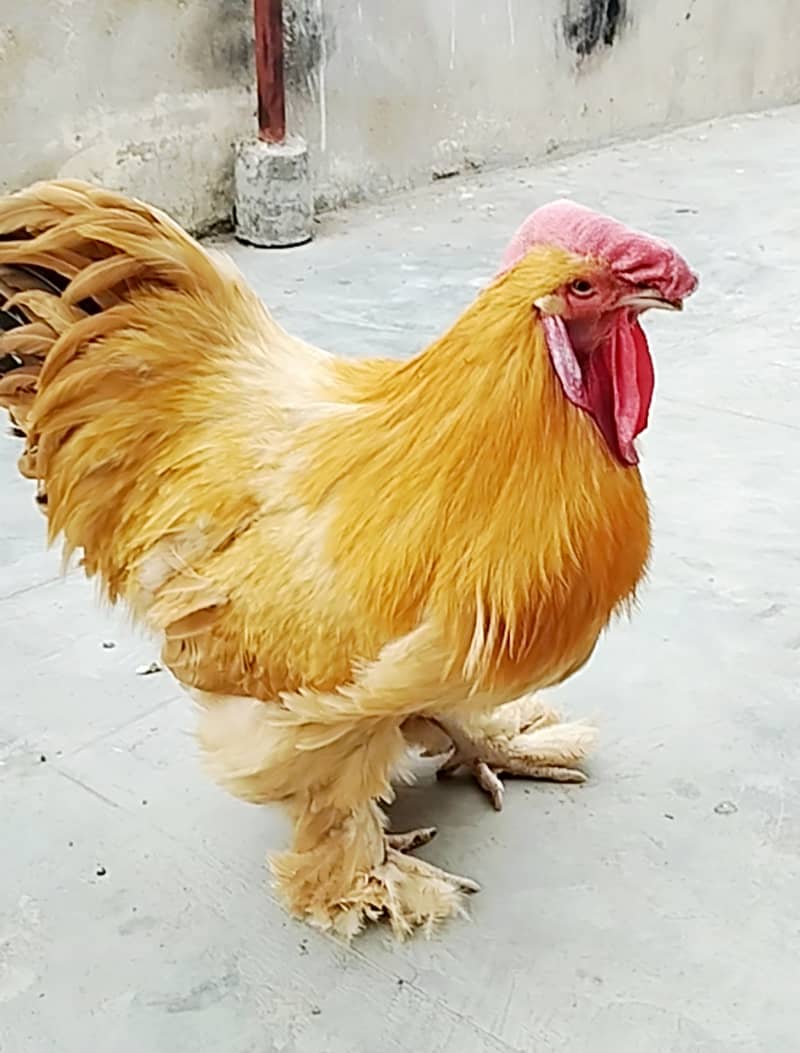 Urgent Sale Golden Misri egg laying 6+2 & Austrolop egg laying 1 pair 10