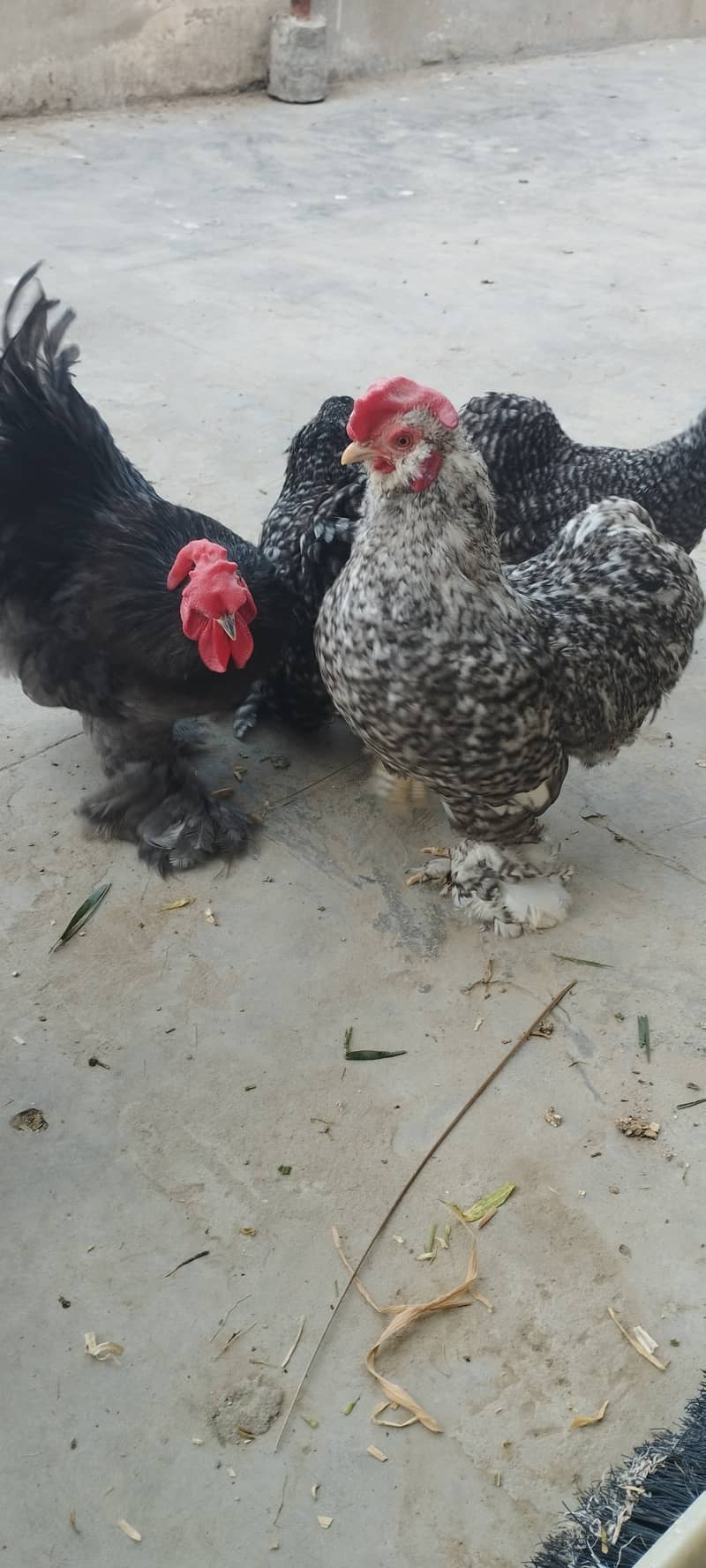 Urgent Sale Golden Misri egg laying 6+2 & Austrolop egg laying 1 pair 12