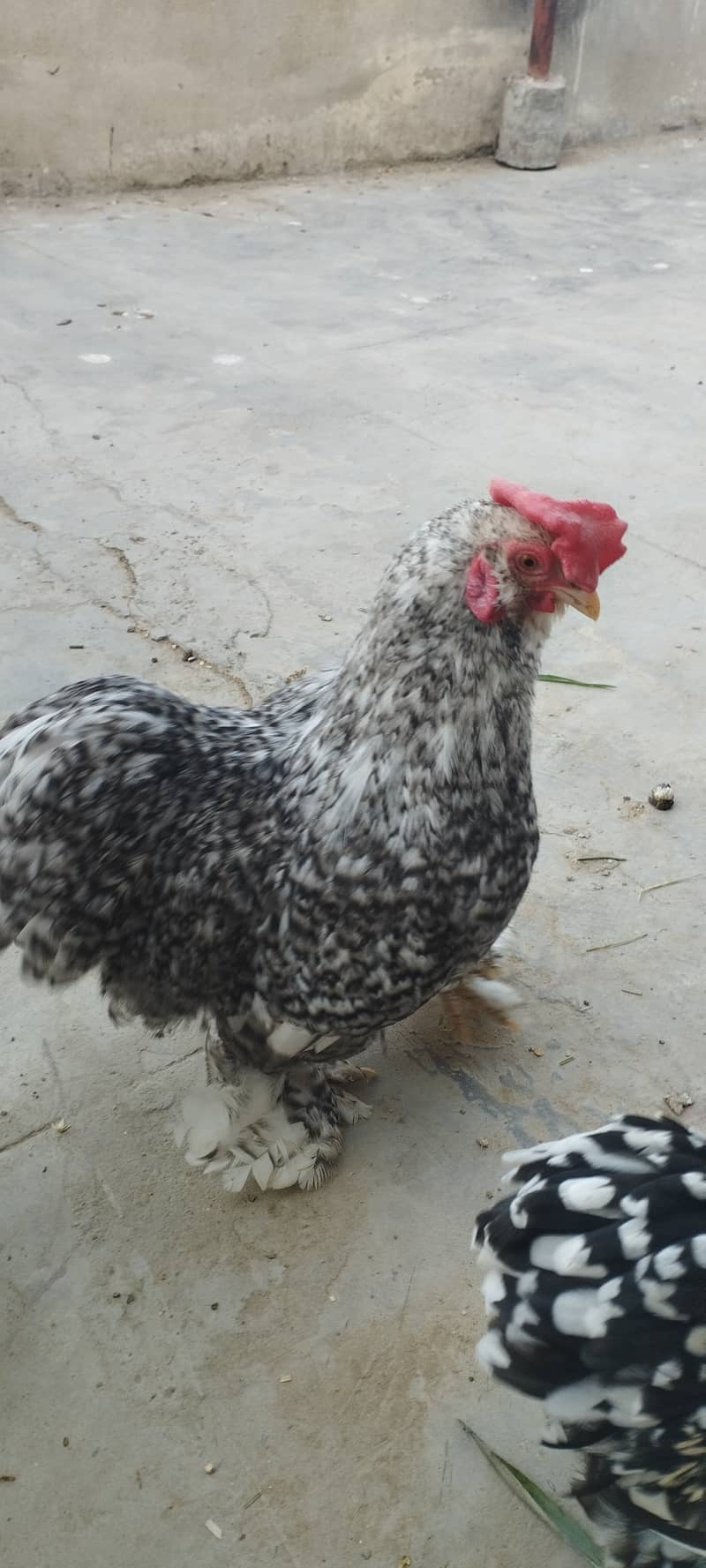 Urgent Sale Golden Misri egg laying 6+2 & Austrolop egg laying 1 pair 13