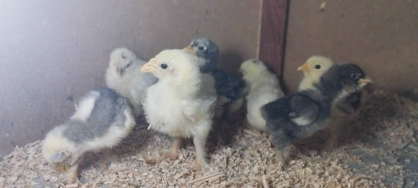 Urgent Sale Golden Misri egg laying 6+2 & Austrolop egg laying 1 pair 14