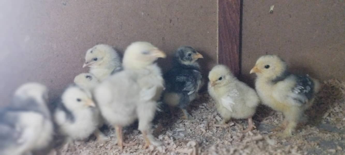 Urgent Sale Golden Misri egg laying 6+2 & Austrolop egg laying 1 pair 15