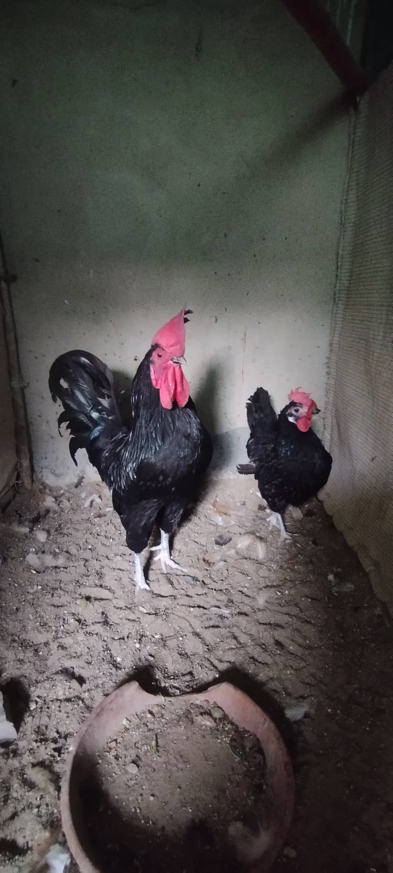 Urgent Sale Golden Misri egg laying 6+2 & Austrolop egg laying 1 pair 17