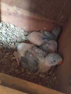 New born Raw Alexander parrots for sale 8000 for each