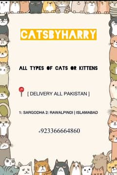 CONTACT NUMBER WHATSAPP NUMBER: 03366664860  CATS OR KITTENS AVAILABLE