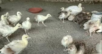 peacocks chicks and eggs|| only whatsup 03367566435