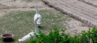 Beautiful Ducks