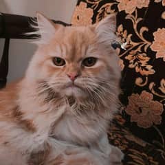 Ginger Persian male cat