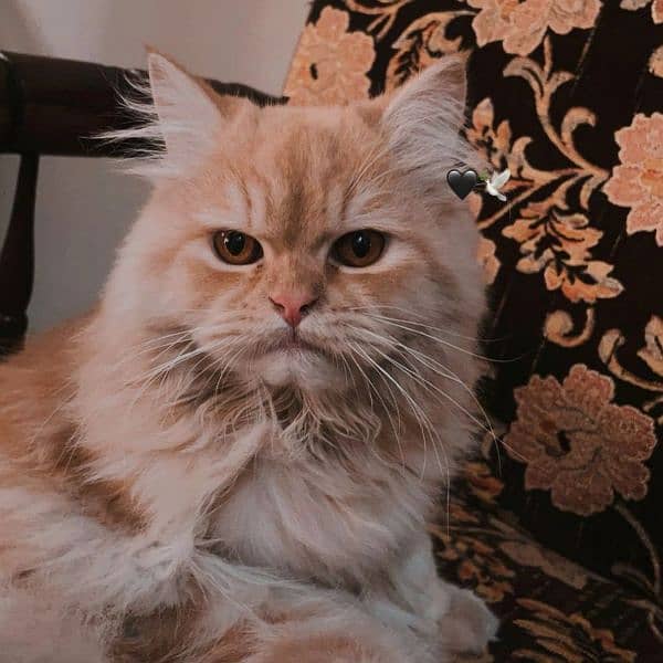 Ginger Persian male cat 0