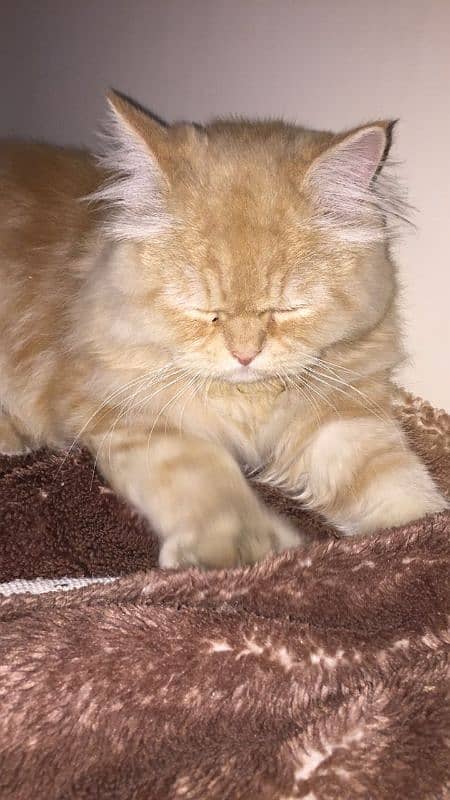 Ginger Persian male cat 1