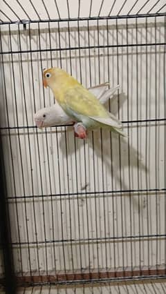 parblue pastel ino female albino red eye male