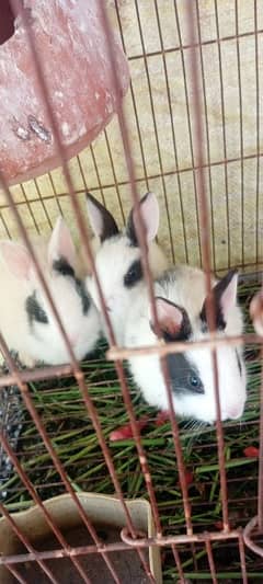 rabbits baby double cott