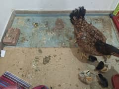 aseel Murgi with Chicks for sale