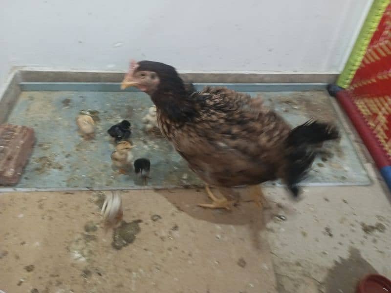 aseel Murgi with Chicks for sale 1