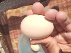 Aseel java Eggs