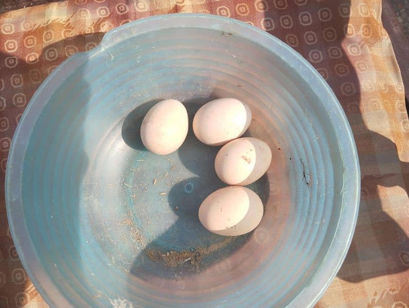 Aseel java Eggs 4